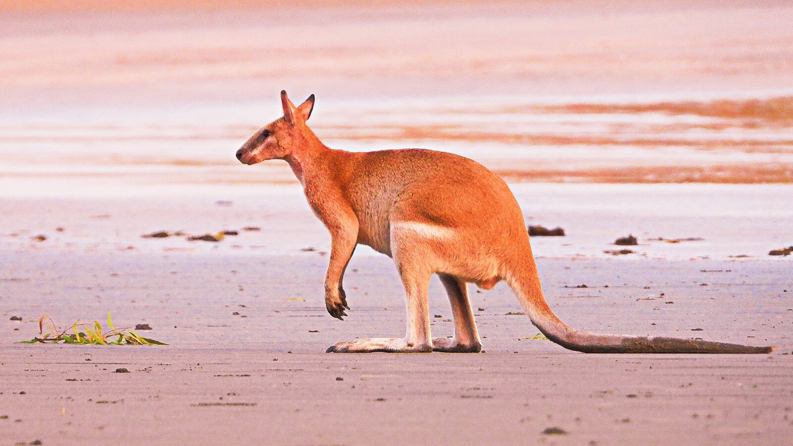 Nikon Coolpix P1000 sample photo. Animal, beach kangaroo, kangaroo photography