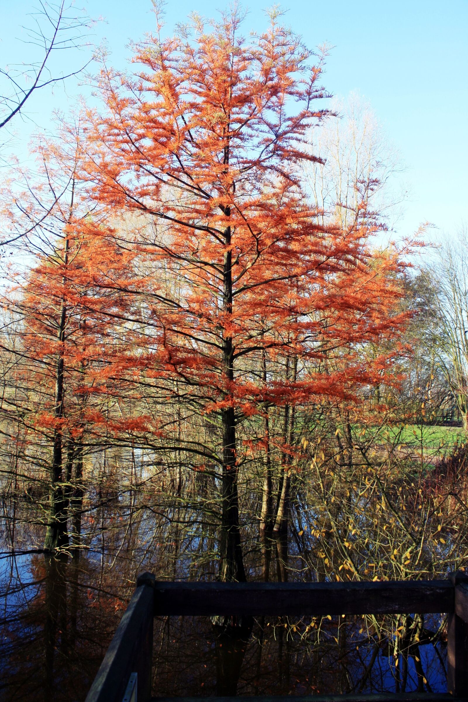 Canon EOS 1000D (EOS Digital Rebel XS / EOS Kiss F) sample photo. Tree, autumn, wood photography