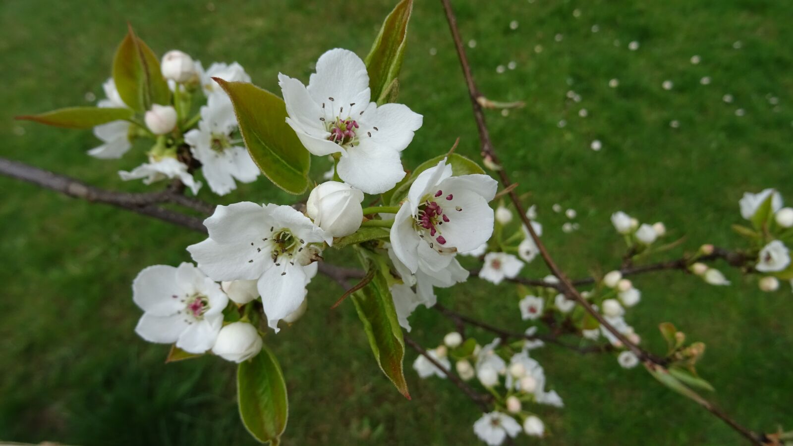 Sony DSC-HX60 sample photo. Spring, blossom, pear flower photography