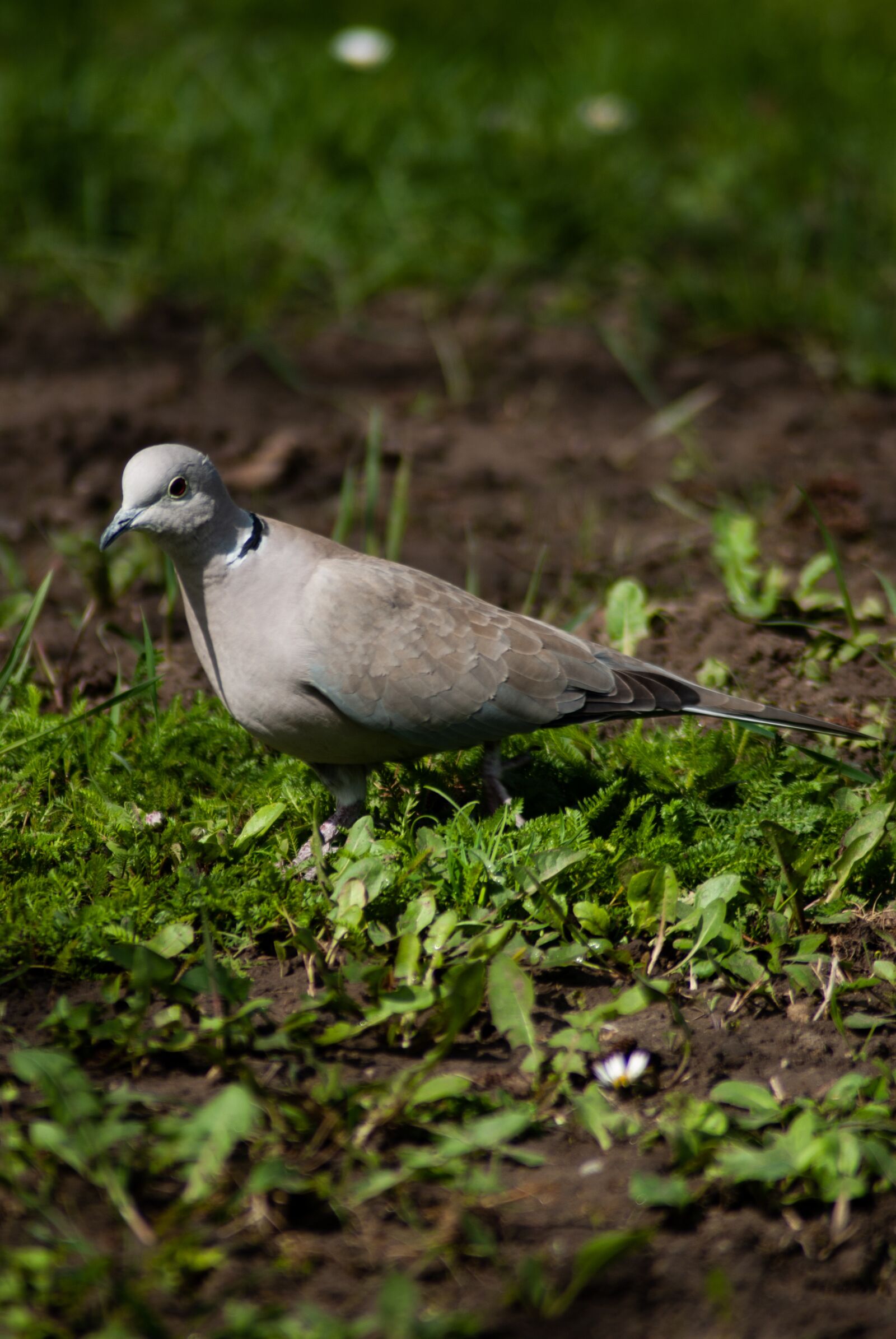 Nikon D60 sample photo. Bird, eurasian collared dove photography