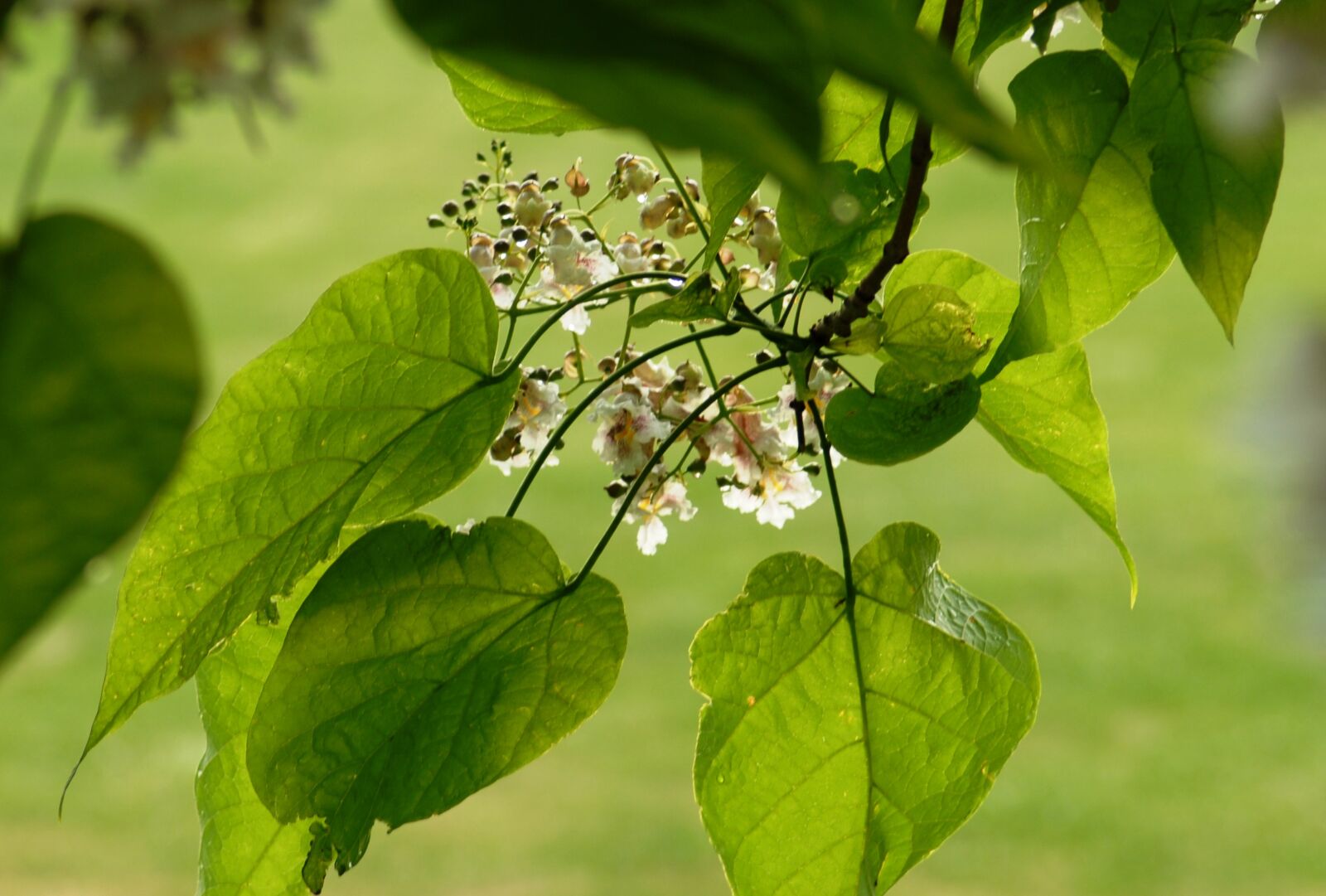 Nikon D200 sample photo. Nature, plant, catalpa photography