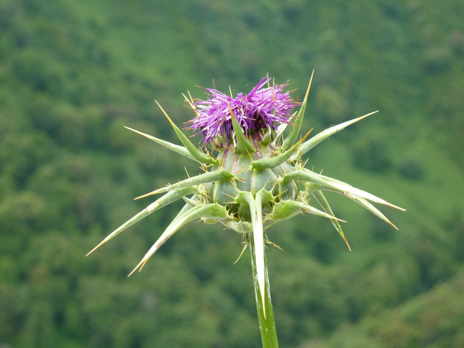 Panasonic DMC-TZ7 sample photo. Thistle, blossom, bloom photography