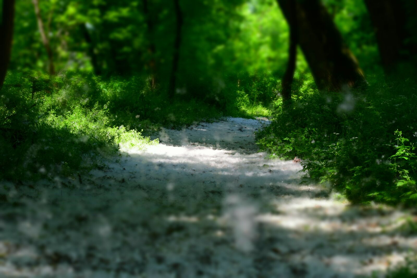 Nikon D3300 sample photo. Nature, soil, white photography