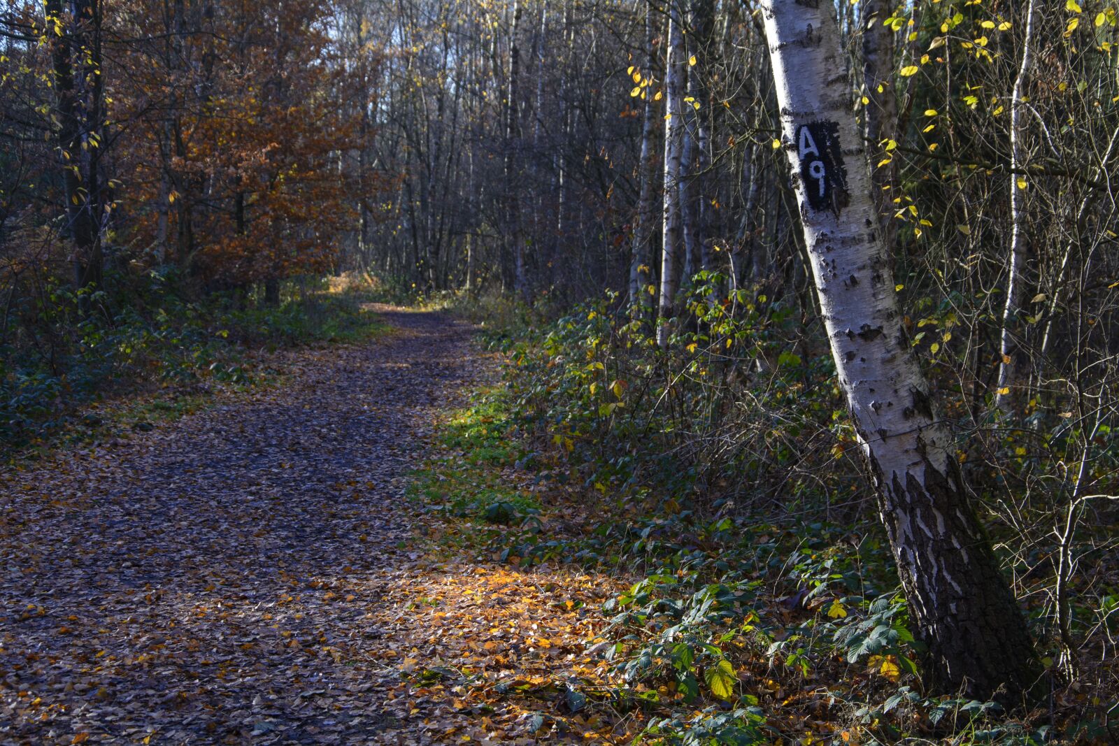 Nikon D7100 sample photo. Mark, marked trail, a9 photography