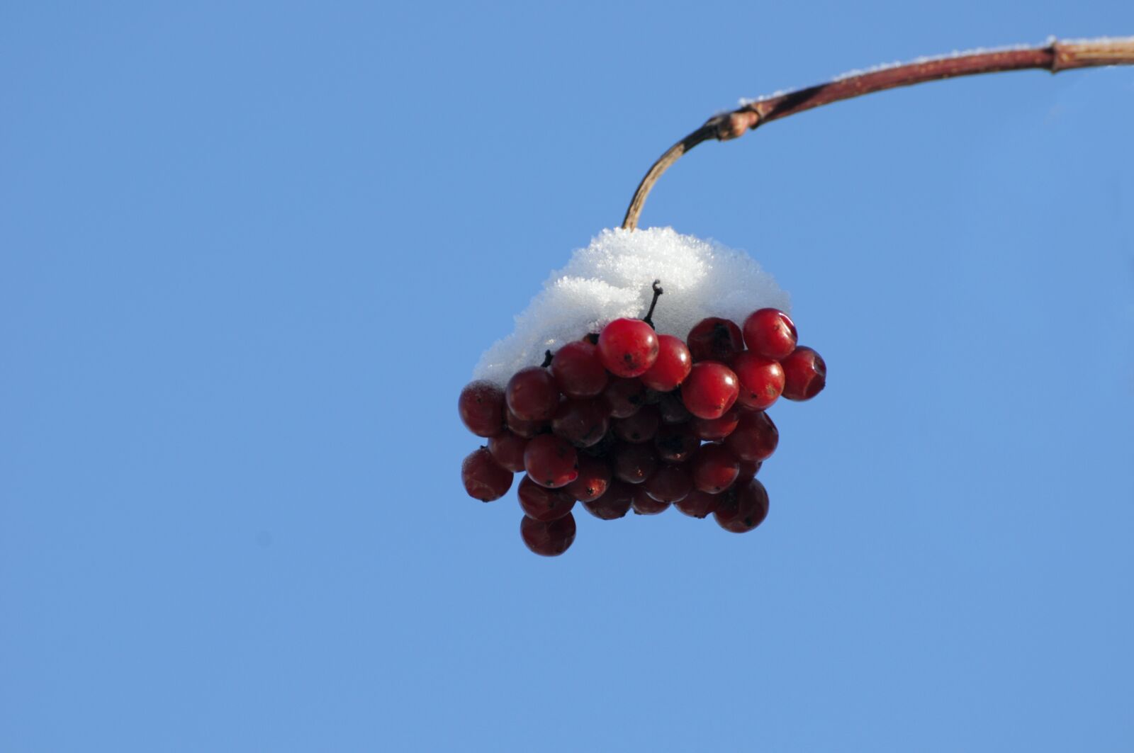 Nikon D300 sample photo. Snow, berries, berry red photography