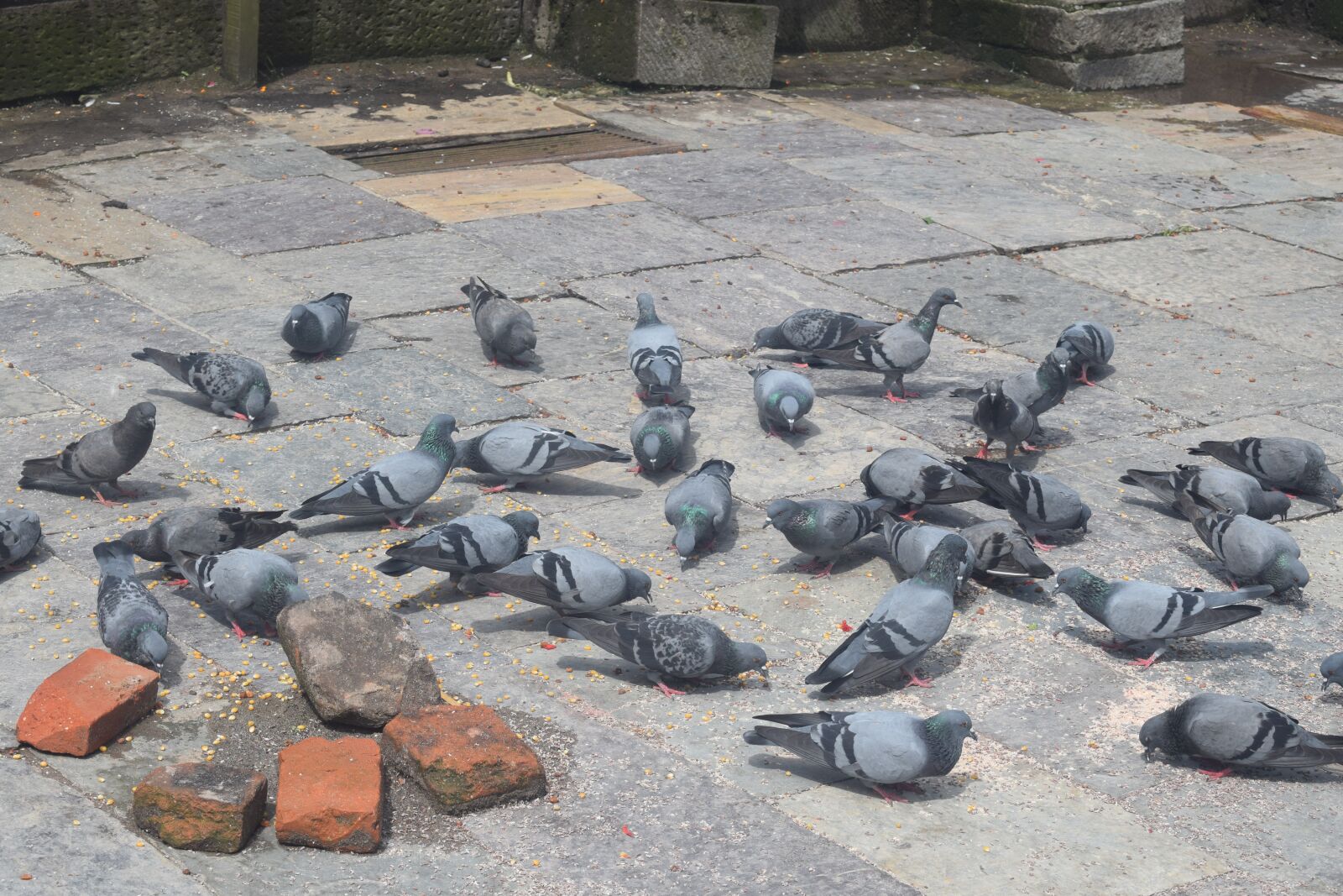 Nikon D5300 sample photo. Pigeon, birds, pigeons photography