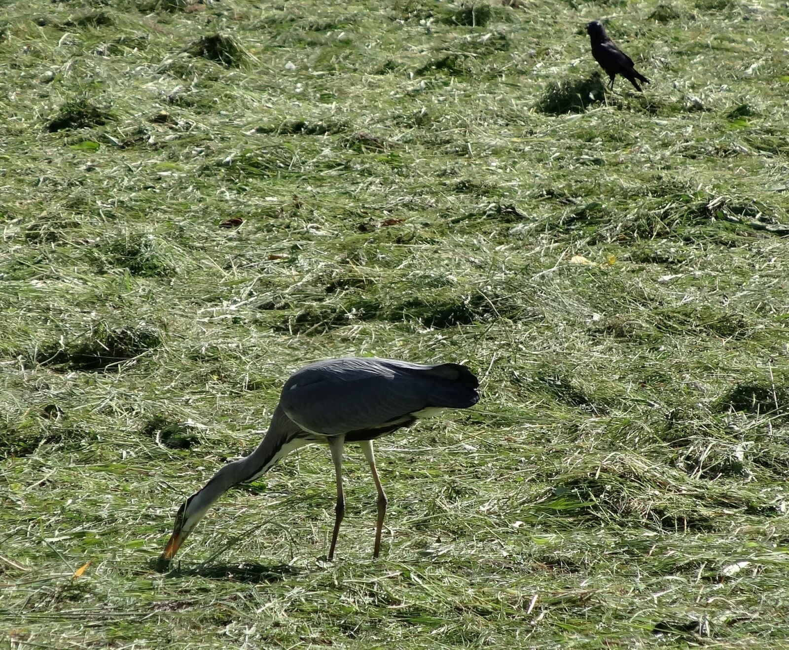 Sony Cyber-shot DSC-HX20V sample photo. Heron, nature, bird photography