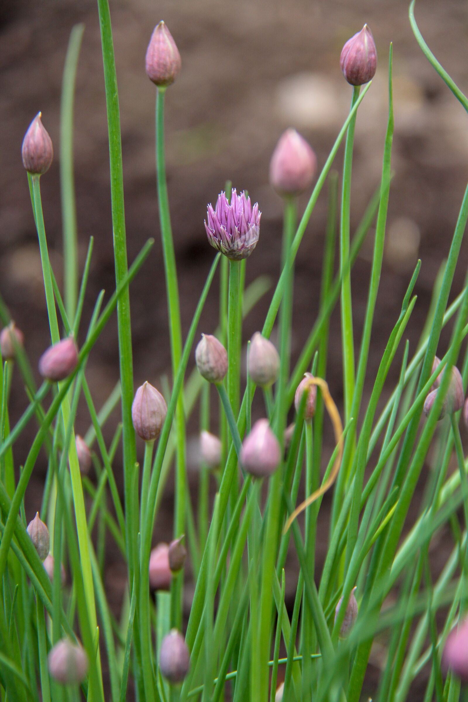 Canon EOS 7D sample photo. Chives, aromatic, plant photography