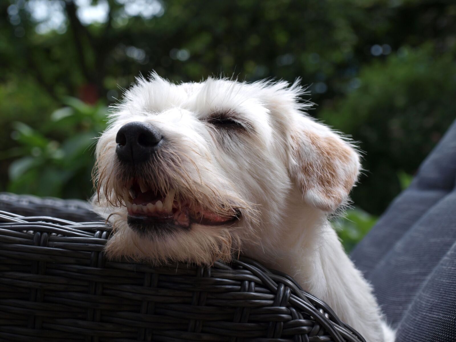 Olympus E-420 (EVOLT E-420) sample photo. Jack russell terrier, terrier photography