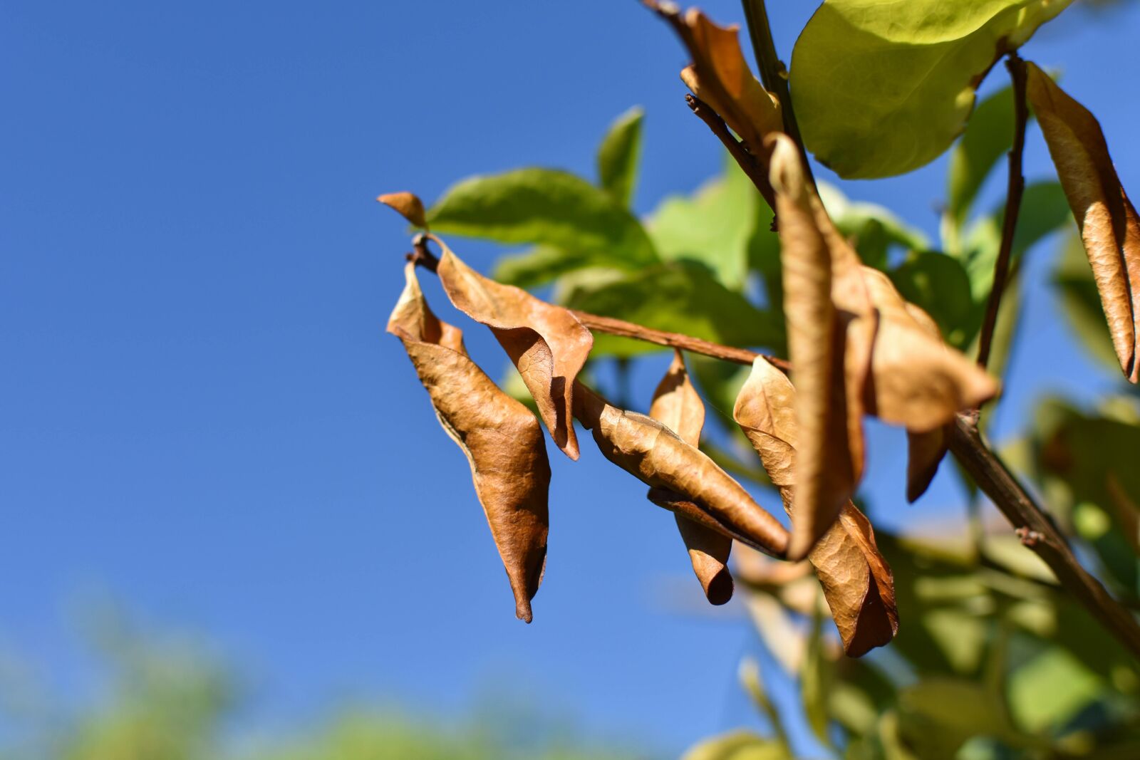 Nikon D3400 sample photo. Nature, leaf, tree photography
