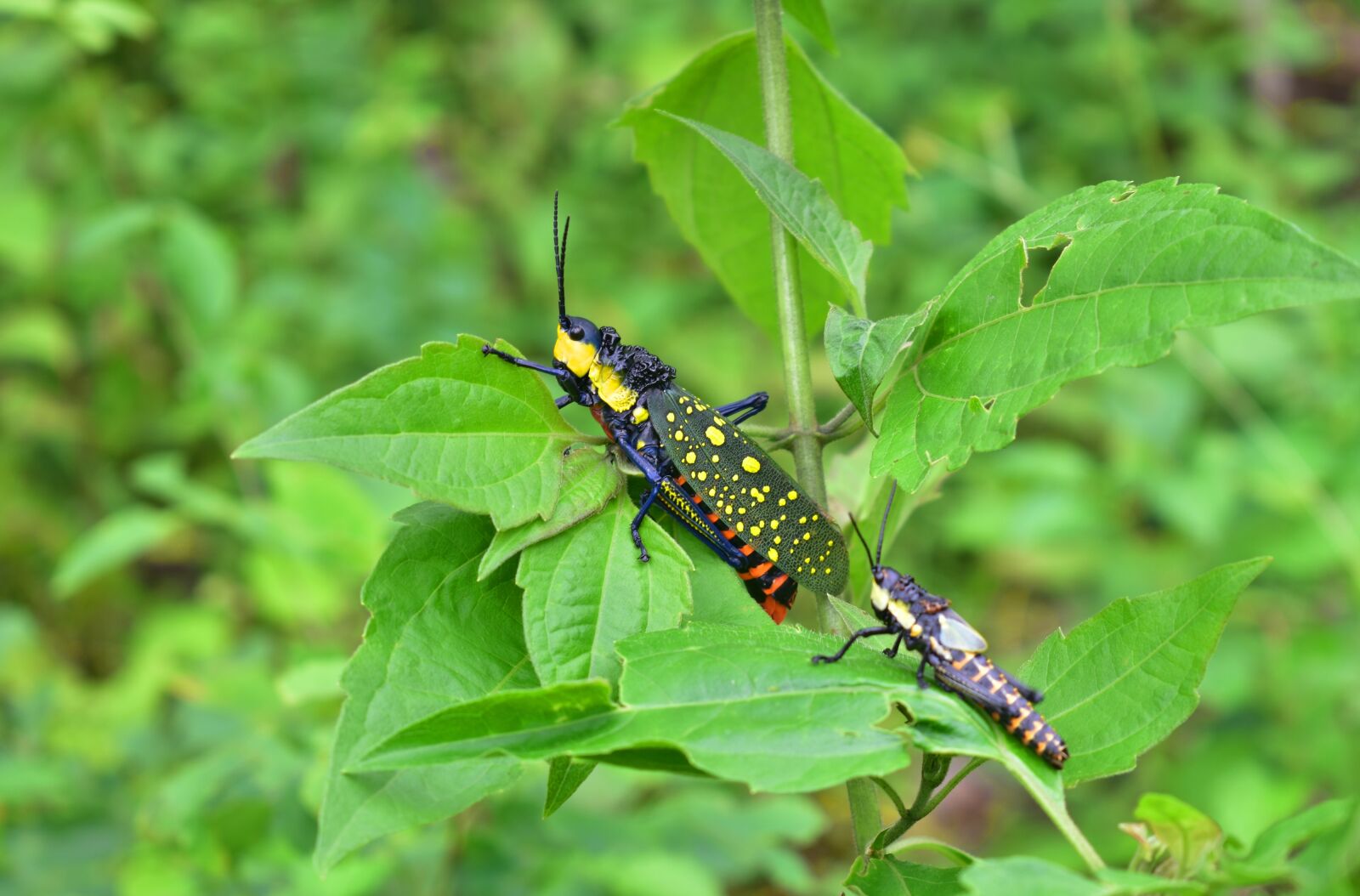 Nikon D3400 sample photo. Grasshopper, insect, outdoors photography
