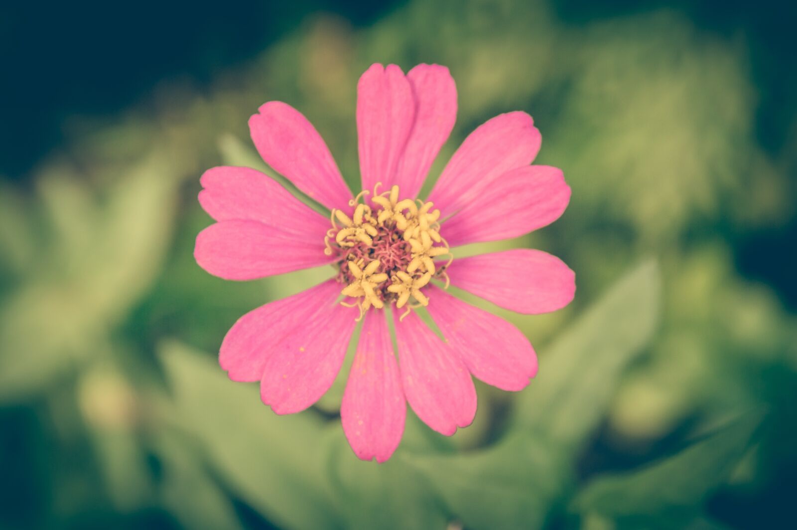 Nikon D3200 sample photo. Zinnia, vintage, flower photography