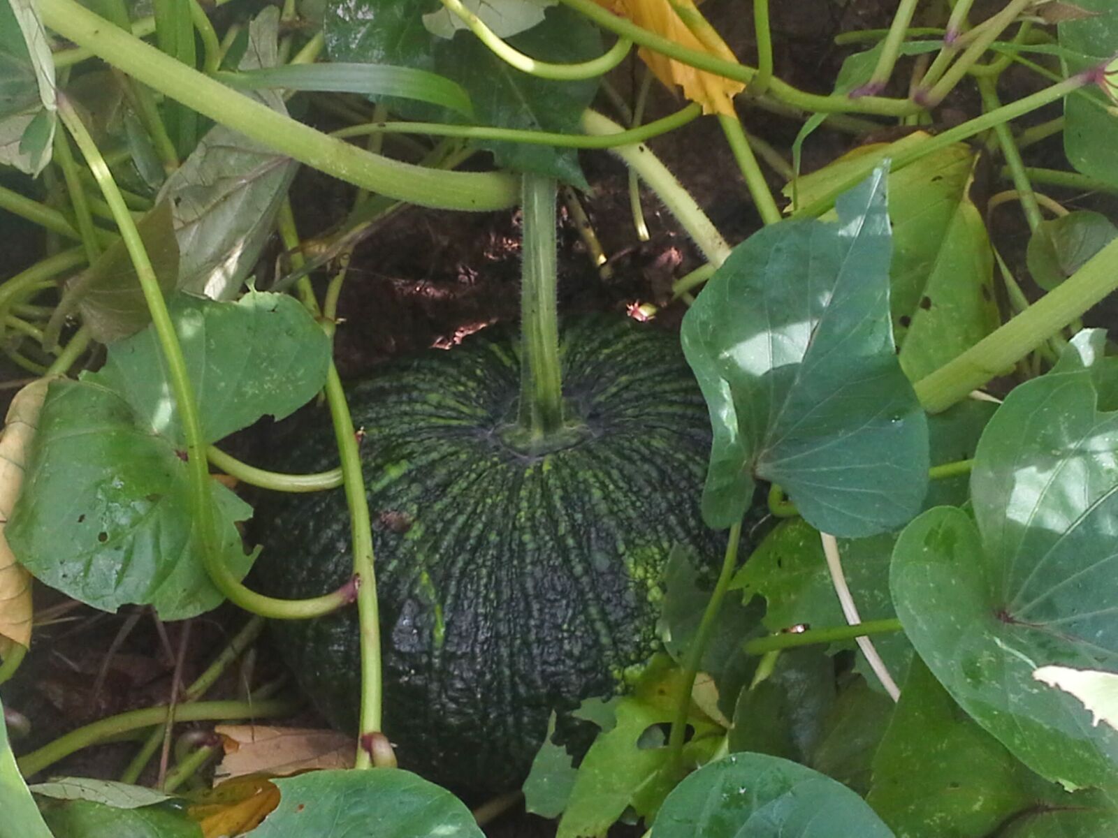 Samsung Galaxy Note 10.1 sample photo