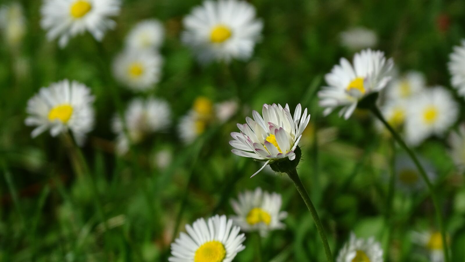 Sony Cyber-shot DSC-HX400V sample photo. Daisy, flower, spring photography