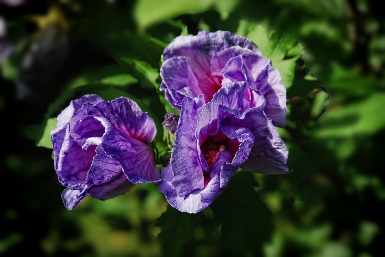 Nikon D80 sample photo. Flower, purple, garden photography