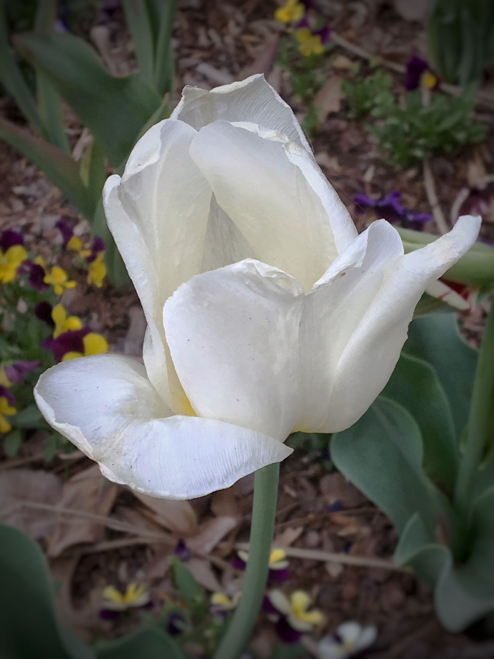 Apple iPhone 6s sample photo. Flower, nature, plant photography
