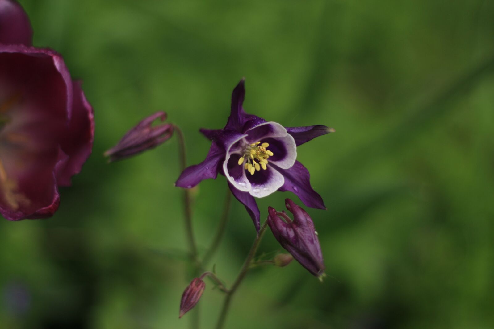 Canon EOS 40D sample photo. Purple columbine, flower, flora photography