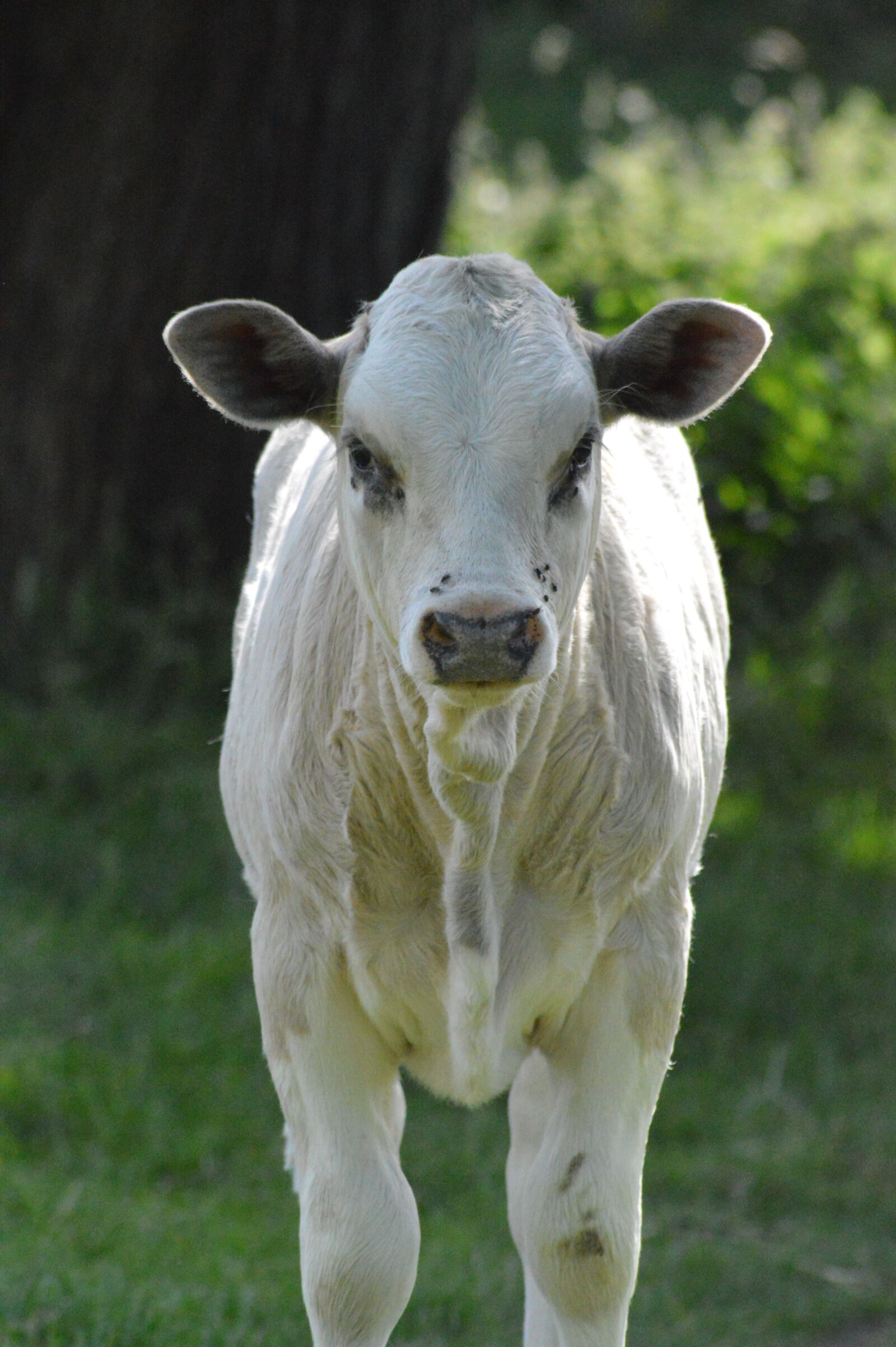 Nikon D3200 sample photo. Calf, cow, field photography