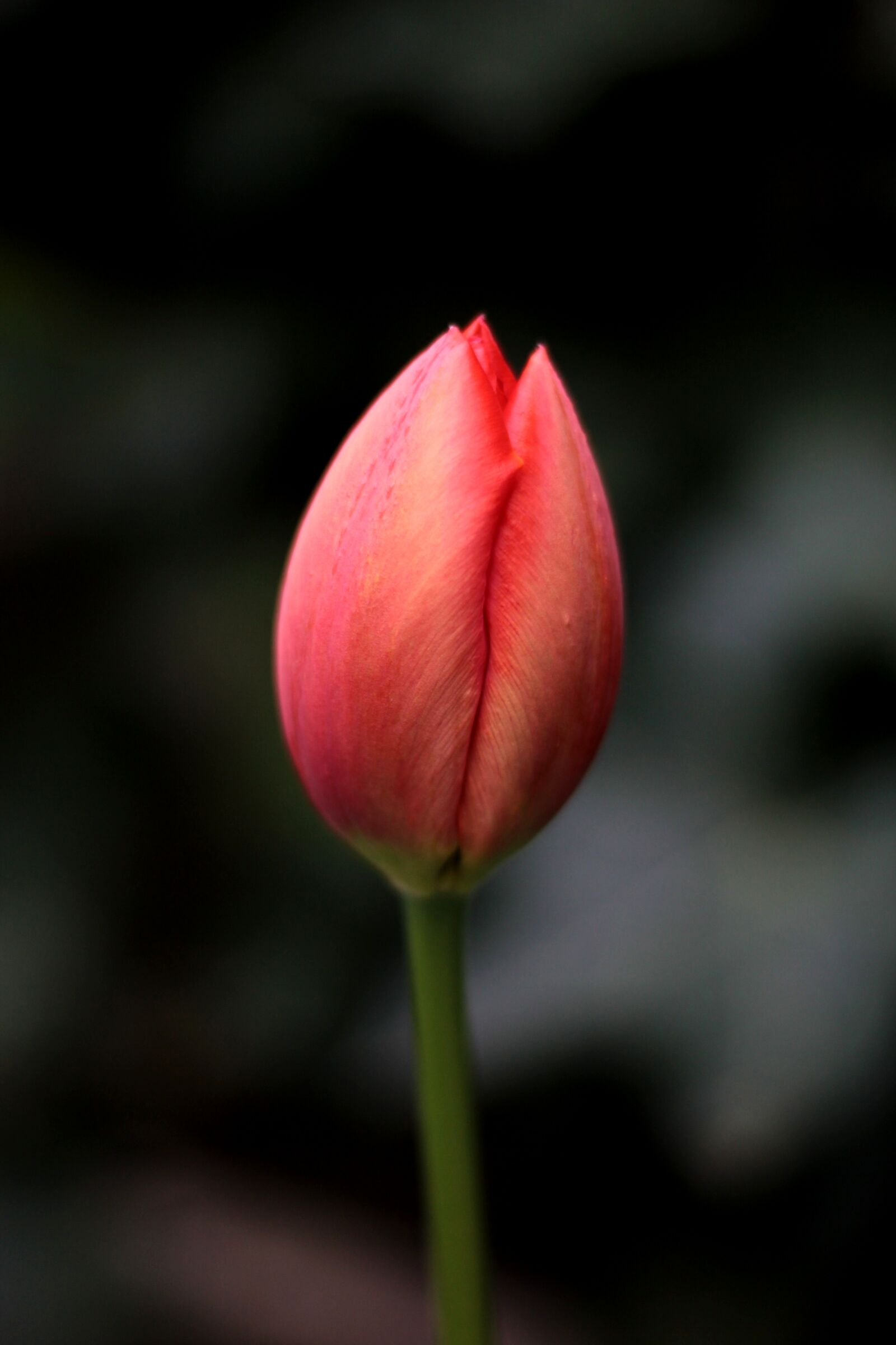 Canon EOS 600D (Rebel EOS T3i / EOS Kiss X5) + Canon EF 50mm F1.8 STM sample photo. Tulip, red, simplicity photography