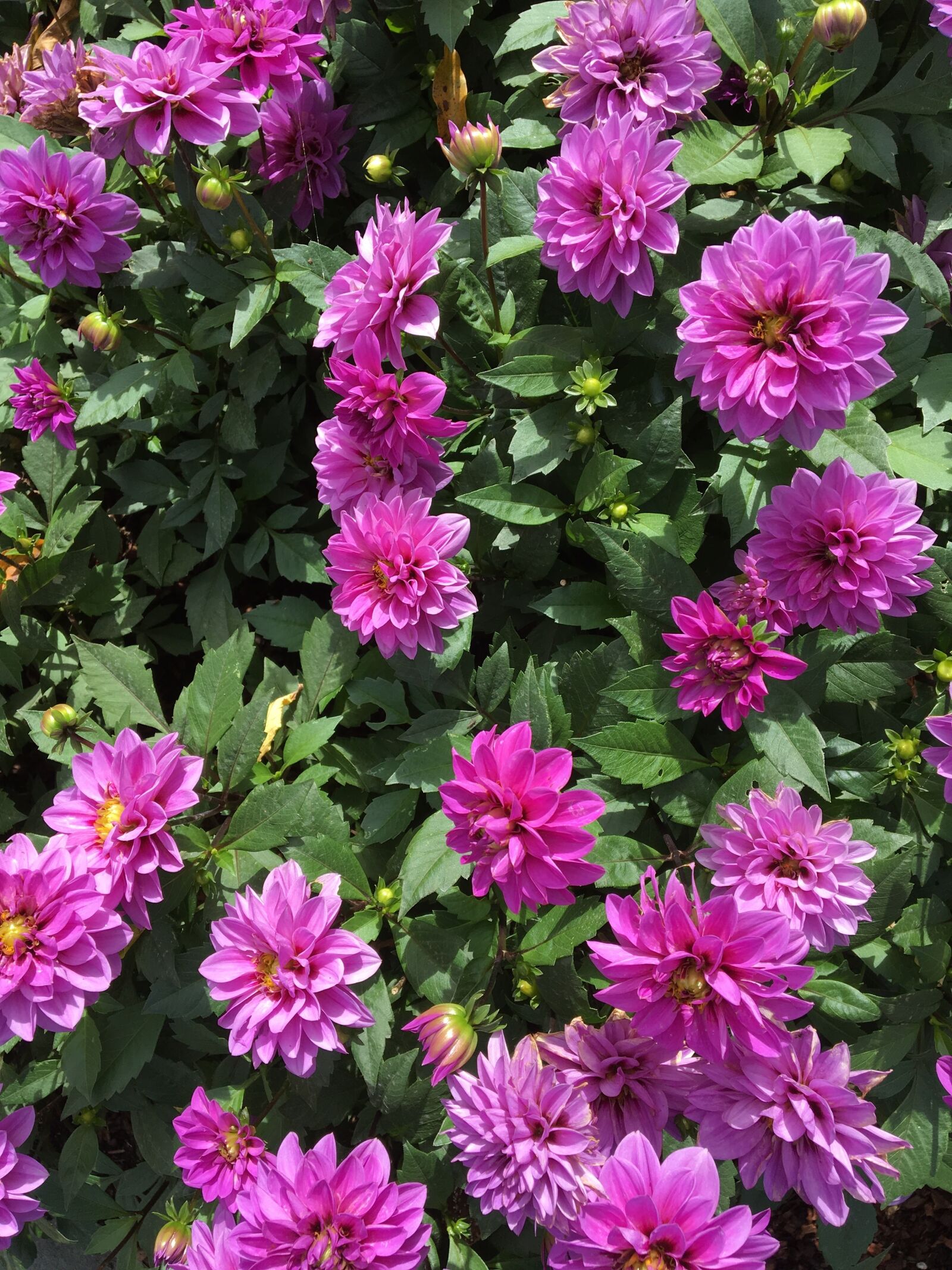 Apple iPhone 6s sample photo. Flowers, purple, purple flower photography