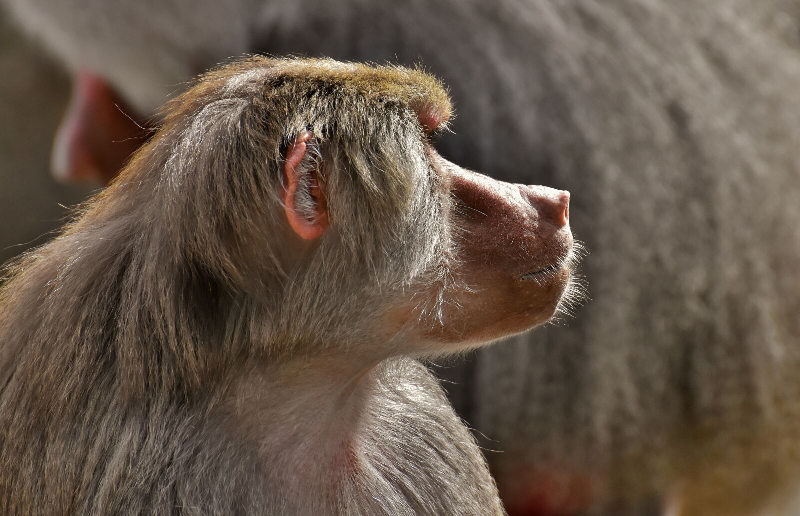 Nikon D7200 sample photo. Coat baboons, ape, primates photography