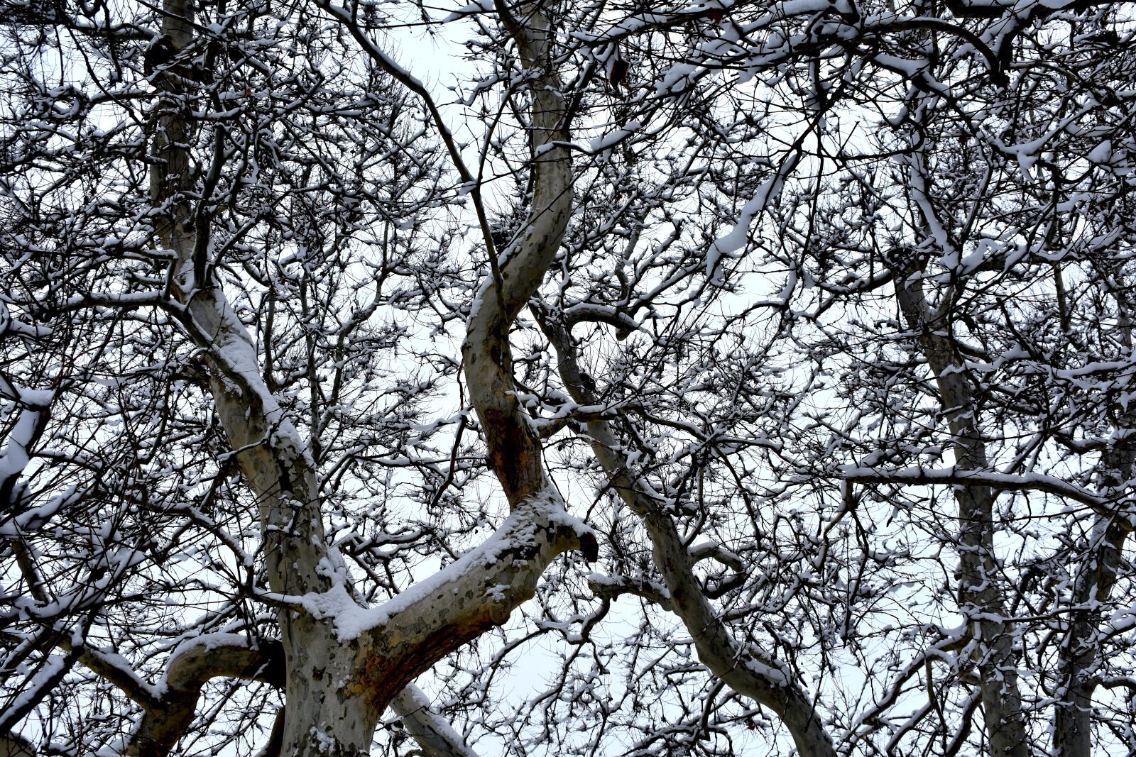 Nikon D3400 sample photo. Trees, branches, branch photography