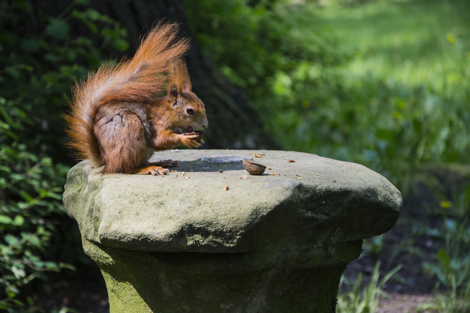 Nikon D3100 sample photo. Squirrel, animal, park photography