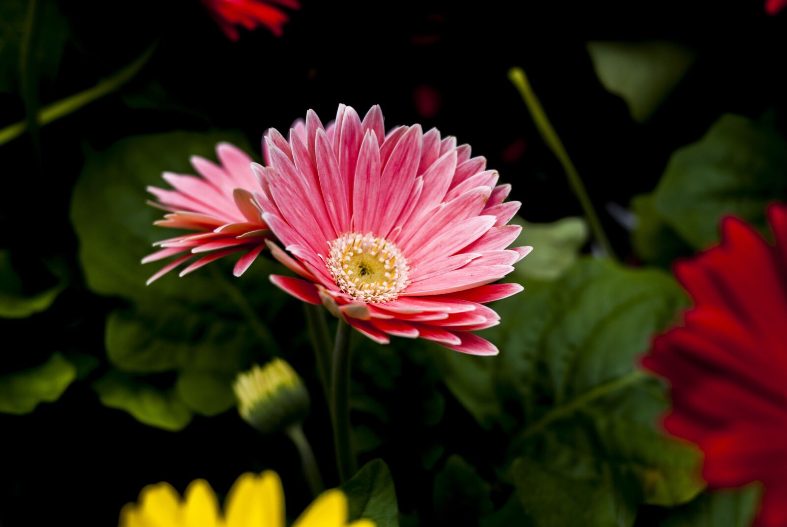 Nikon D60 sample photo. Beautiful flower, flower, plant photography