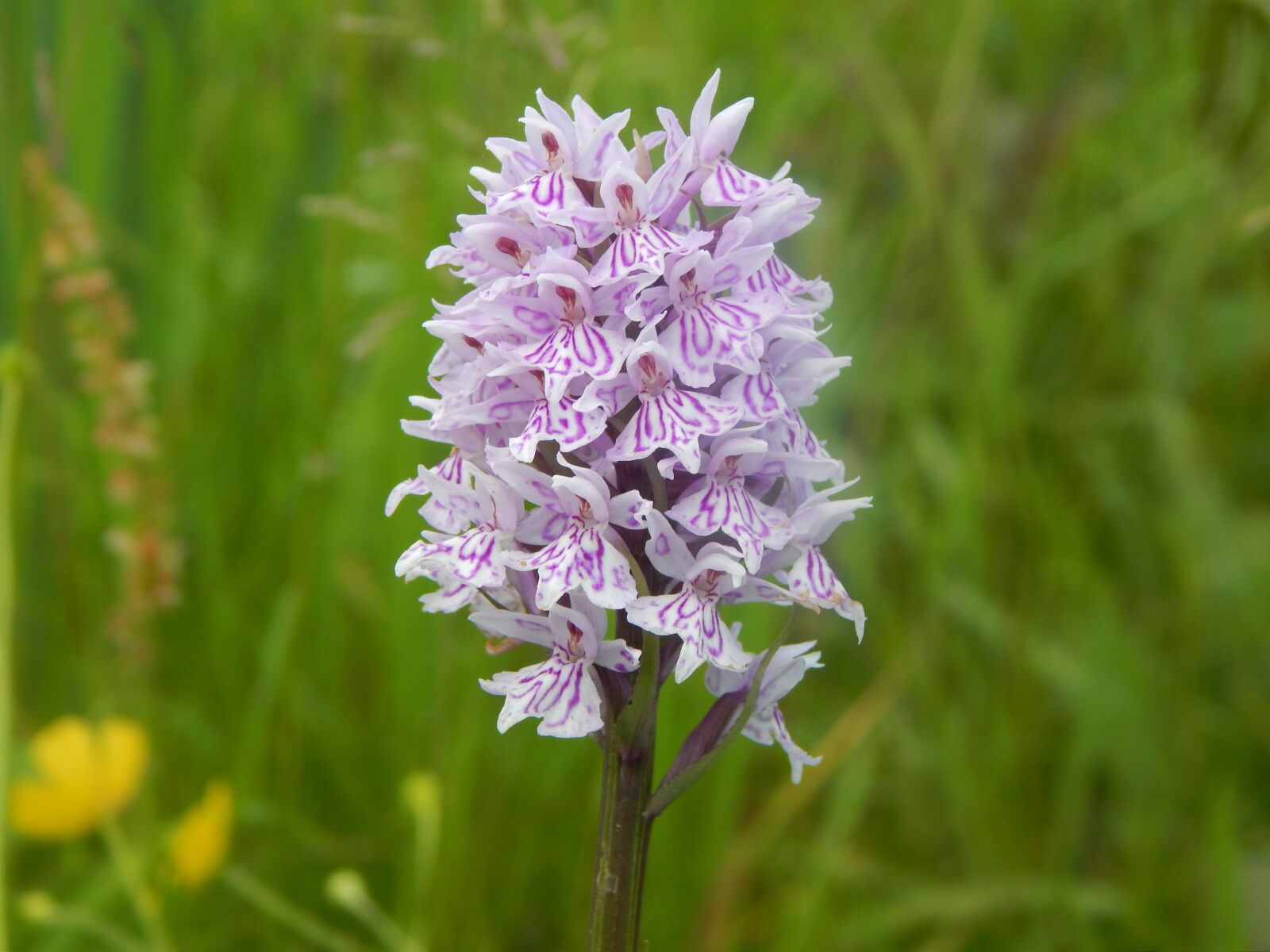 Nikon Coolpix L820 sample photo. Wild orchid, flowers, orchid photography