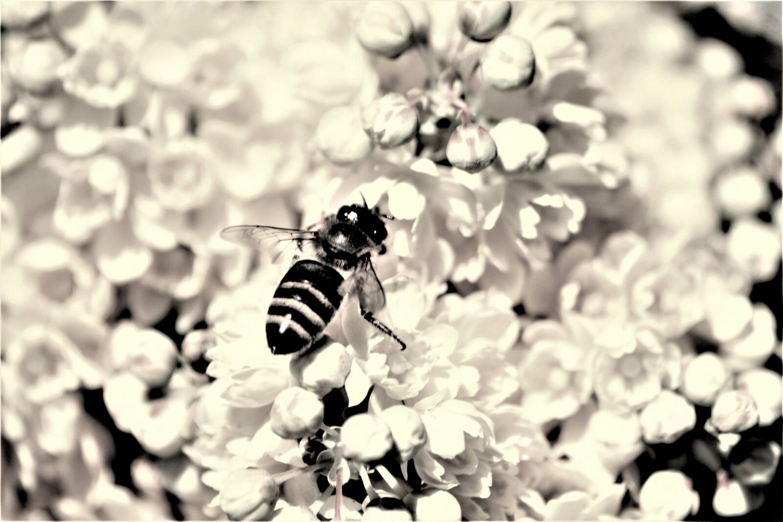 Canon EOS 1000D (EOS Digital Rebel XS / EOS Kiss F) sample photo. Bee, pollination, blossom photography