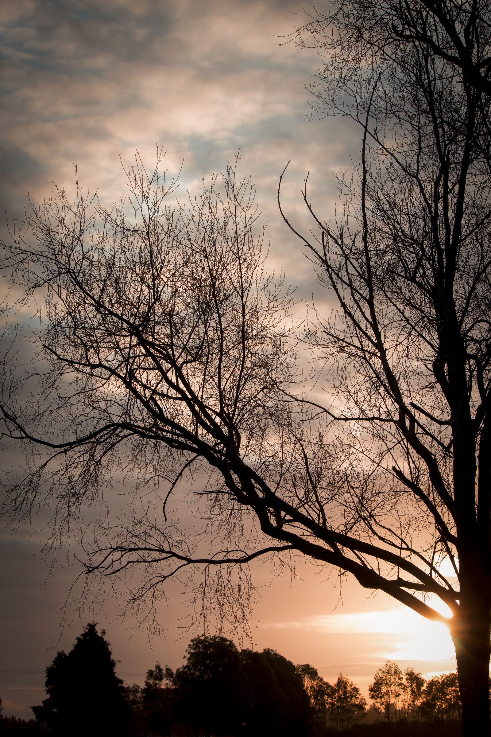 Canon EF-S 55-250mm F4-5.6 IS STM sample photo. Sunset, tree, silhouette photography