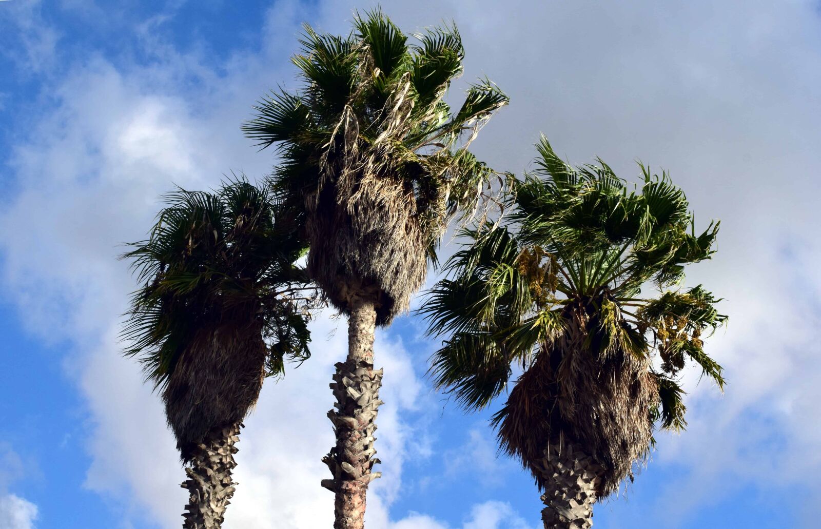 Nikon D3300 sample photo. Blue sky, palm tree photography