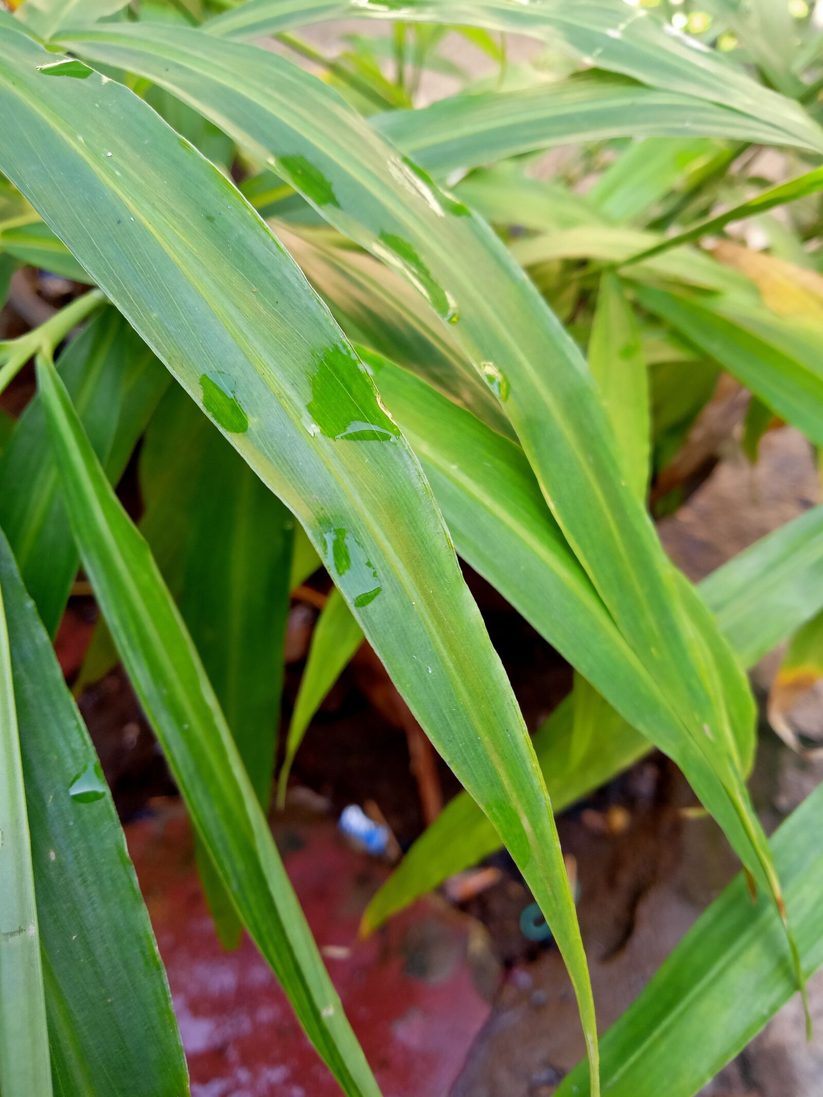 Realme C2 sample photo. Leaf, green, long photography