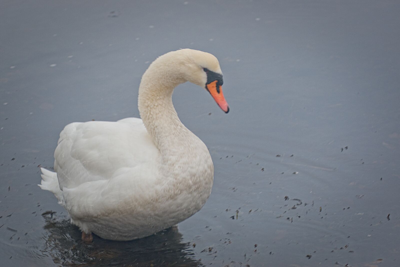 Nikon D3500 sample photo. Bird, water, nature photography