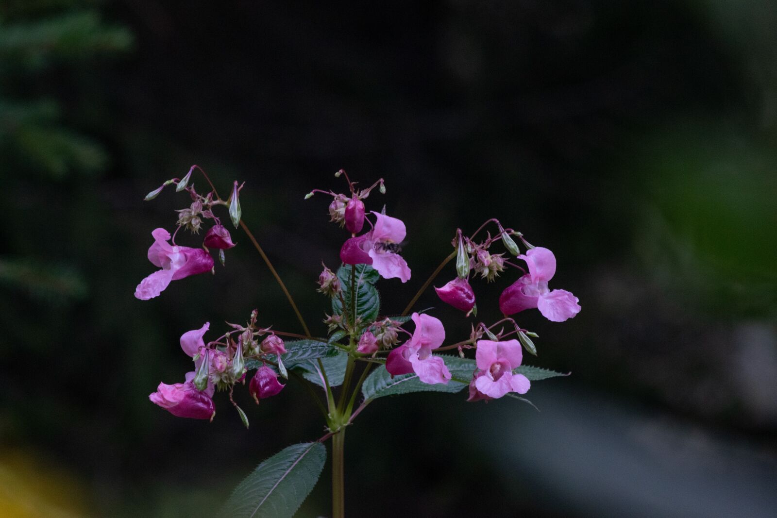 Nikon D3300 sample photo. Flowers, purple flowers, bloom photography