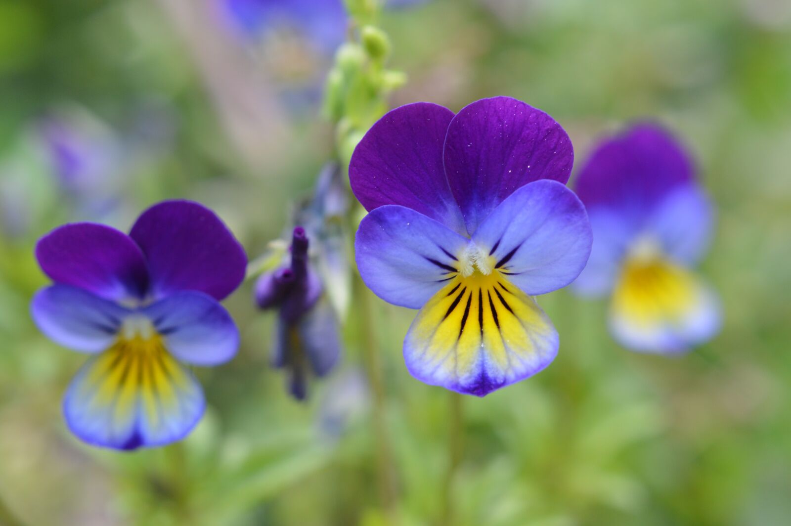 Nikon D3200 sample photo. Pansies, spring, garden photography