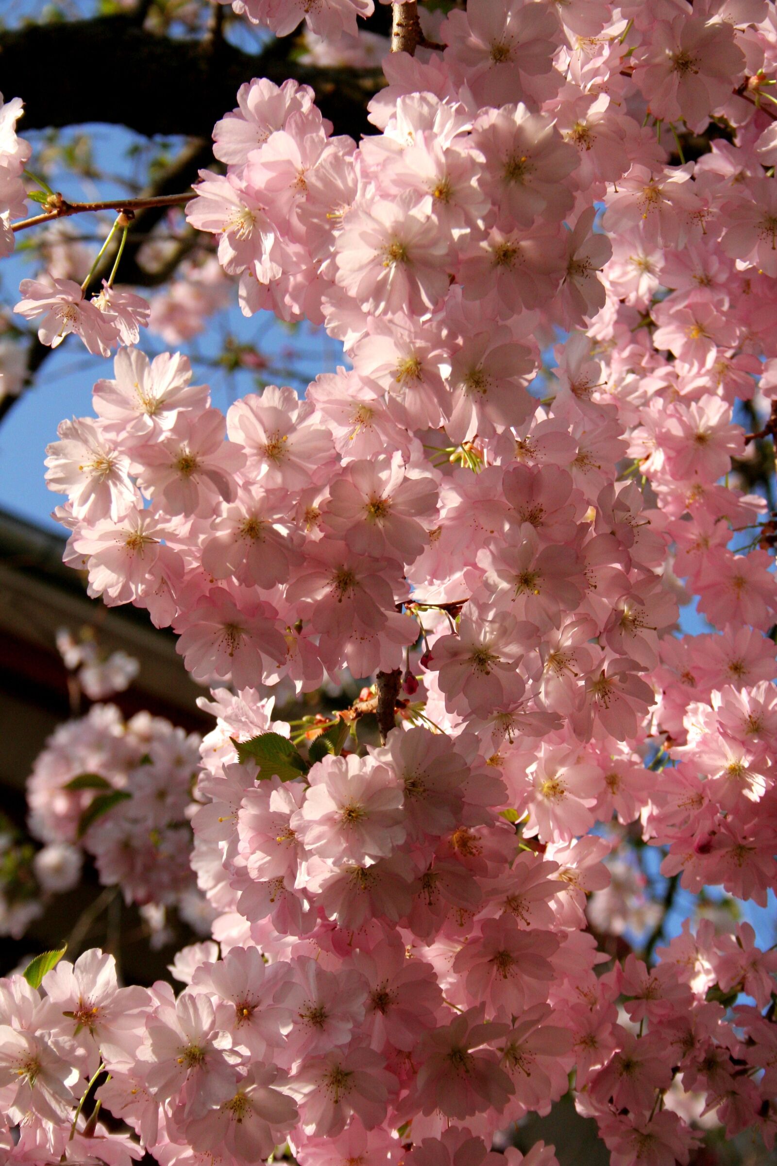 Canon EOS 350D (EOS Digital Rebel XT / EOS Kiss Digital N) sample photo. Cherry blossom, blossom, bloom photography