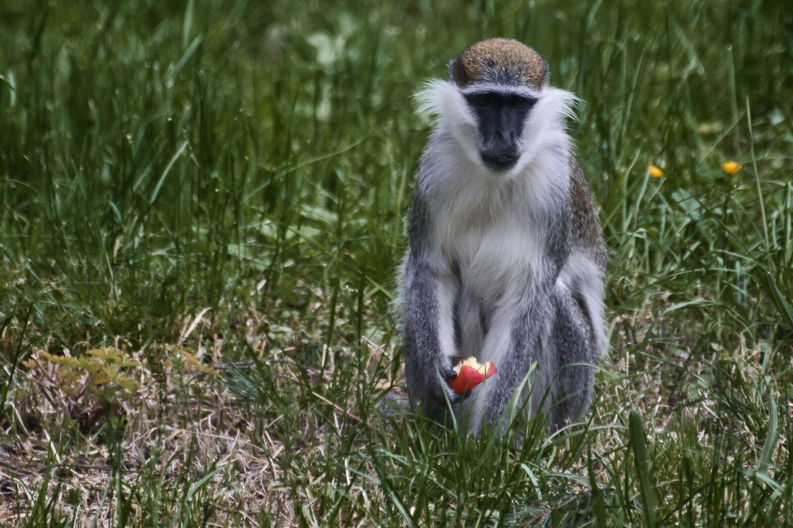 Nikon D5300 sample photo. Green monkeys, animal, monkey photography