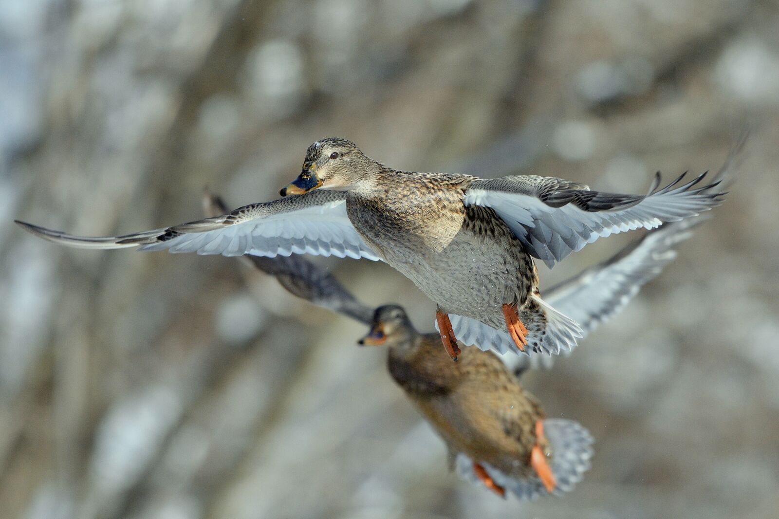 Nikon D500 sample photo. Duck in flight, duck photography