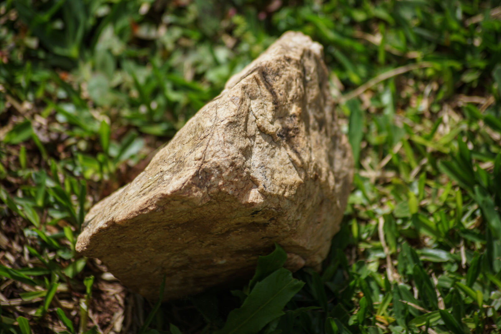 Sony SLT-A65 (SLT-A65V) sample photo