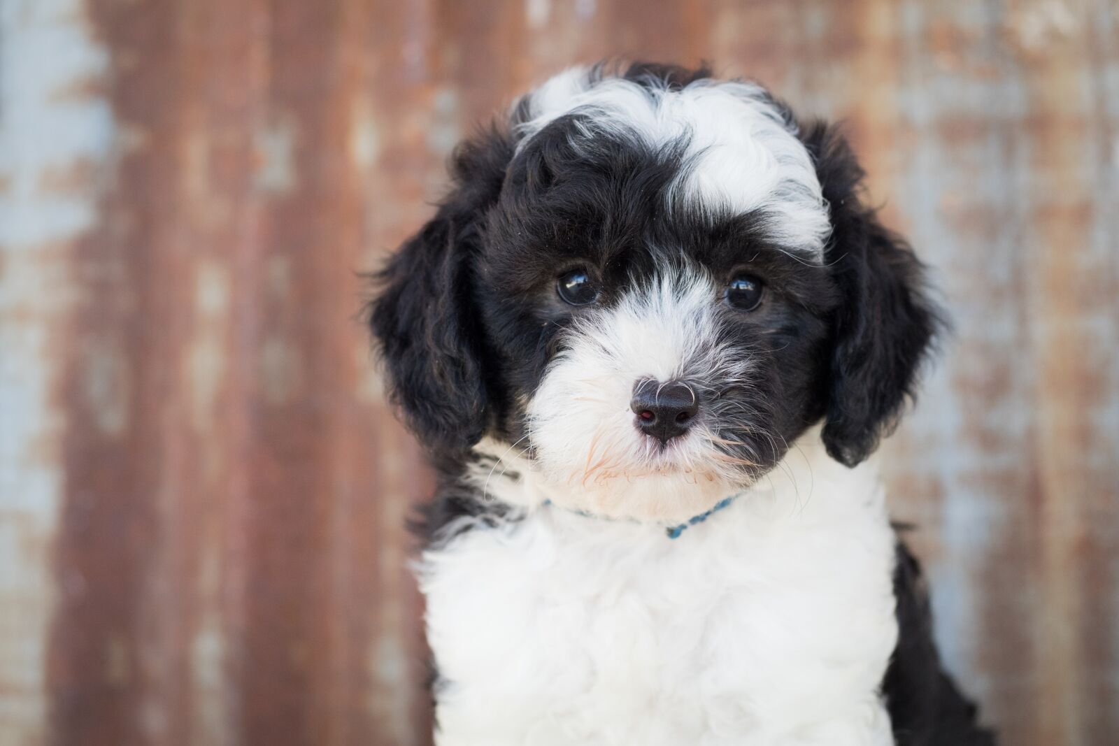 Canon EF 50mm F1.8 STM sample photo. Sheepadoodle, dog, puppy photography