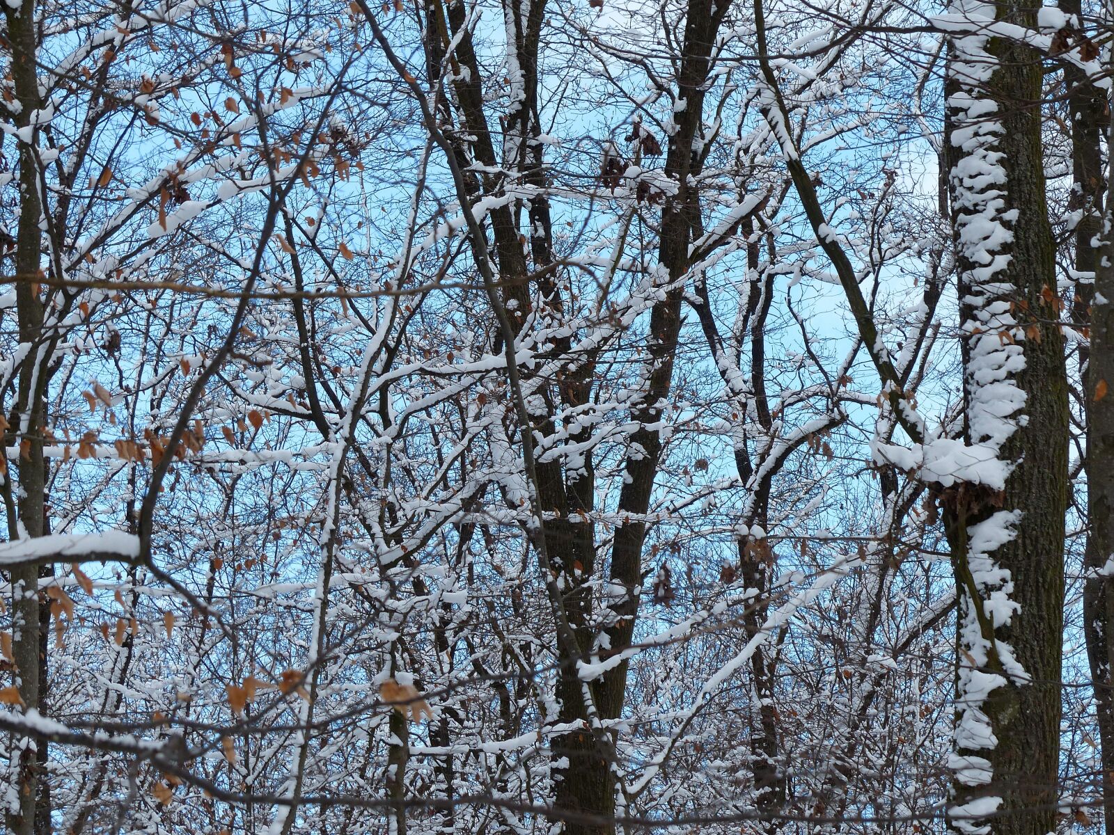 Panasonic Lumix DMC-FZ200 sample photo. Forest, trees, snowy photography