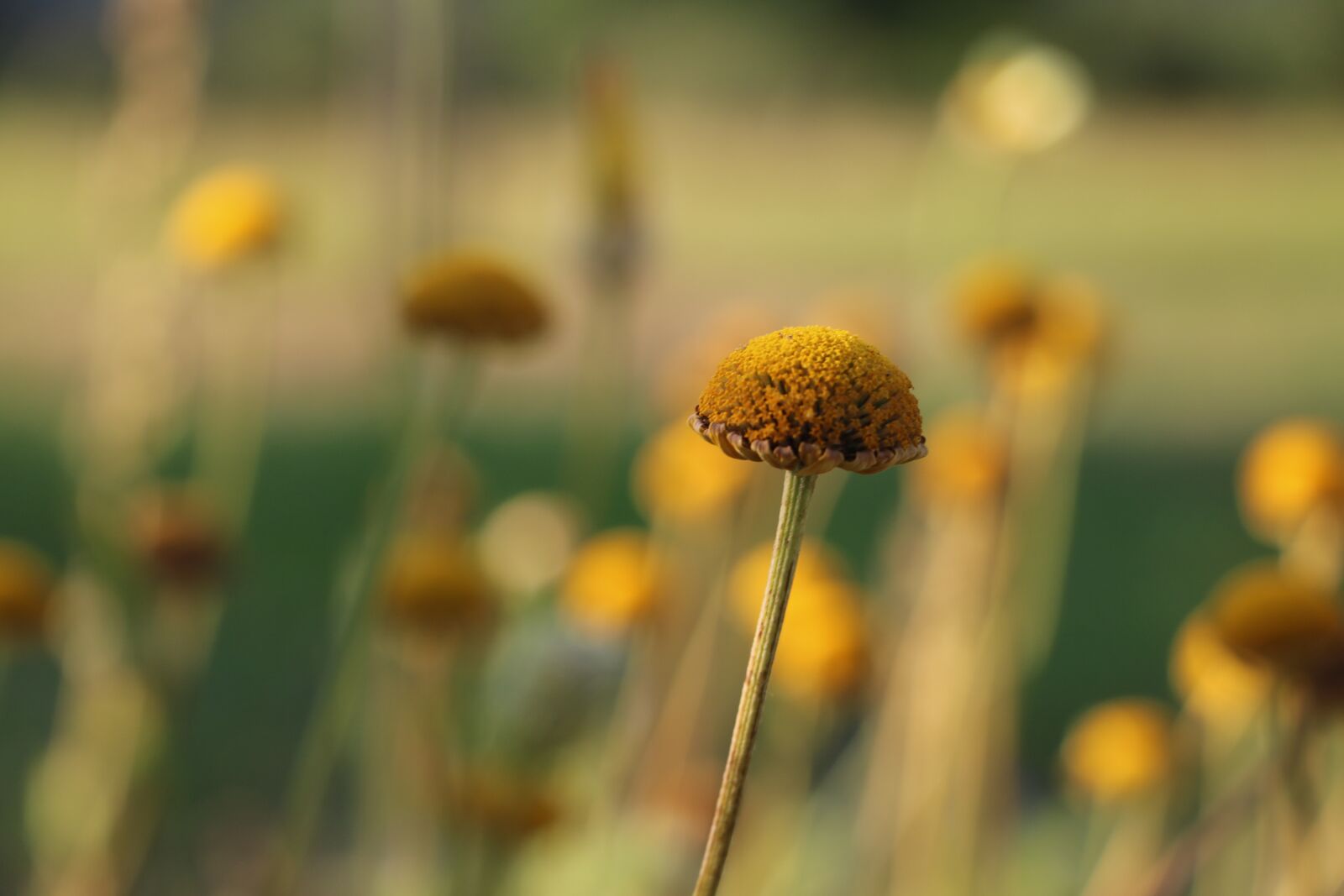 Canon EOS 750D (EOS Rebel T6i / EOS Kiss X8i) sample photo. Flower, blossom, bloom photography