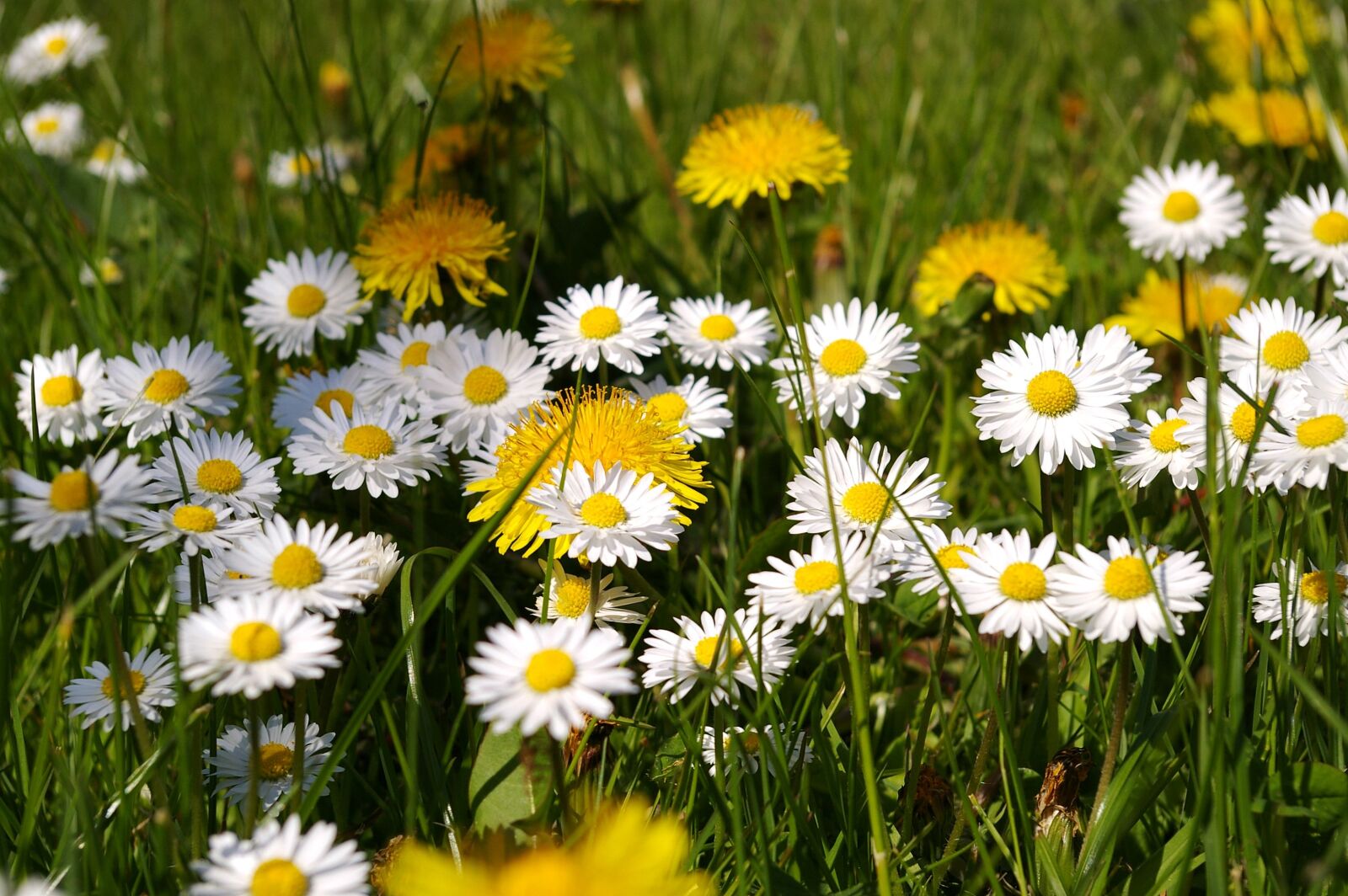 Pentax *ist DL2 sample photo. Spring meadow, meadow, spring photography