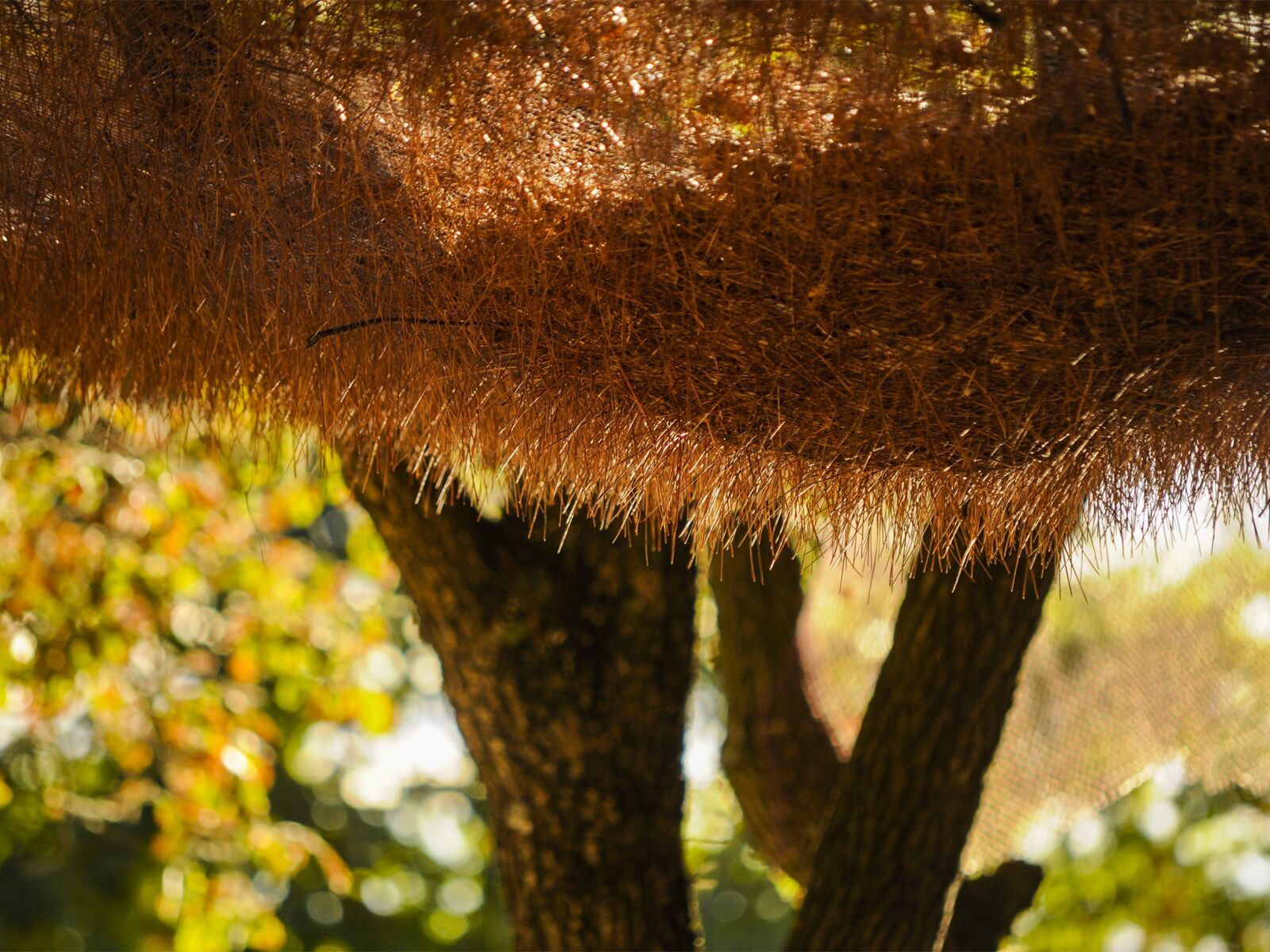 Nikon D90 sample photo. Leaves, pine needles, tree photography