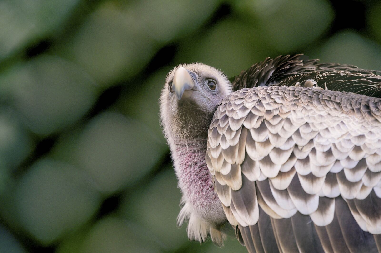 Nikon Z6 sample photo. Vulture, bird of prey photography