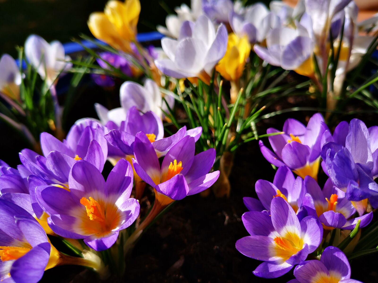 HUAWEI HMA-L29 sample photo. Crocus, spring, early bloomer photography