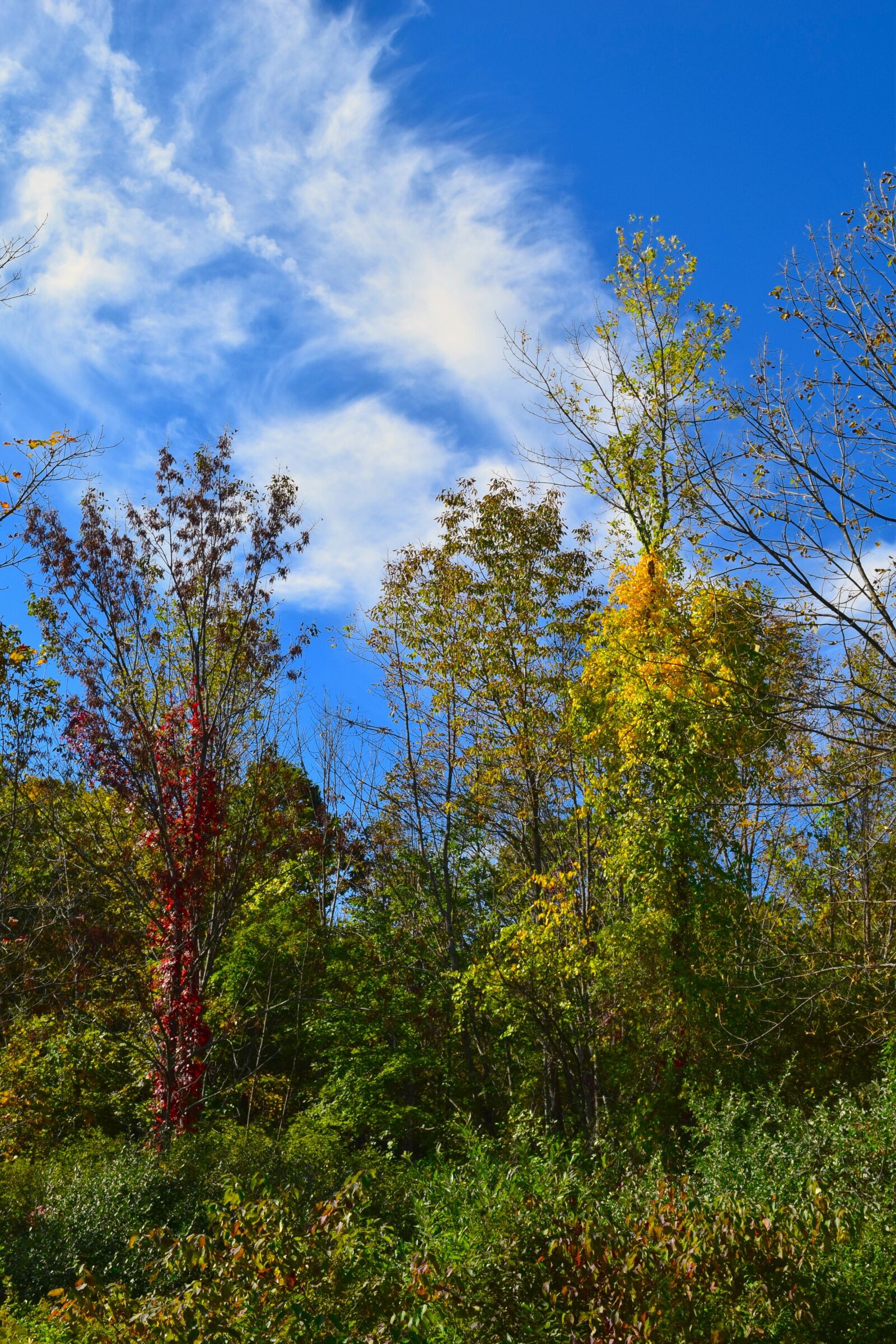 Nikon D3300 sample photo. Trees, sky, fall photography