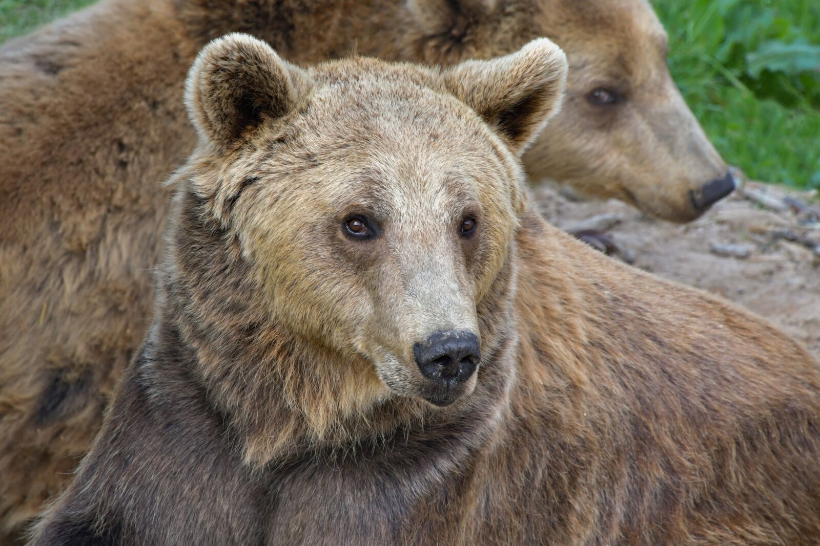 Nikon D500 sample photo. Brown bear, portrait, ursidé photography