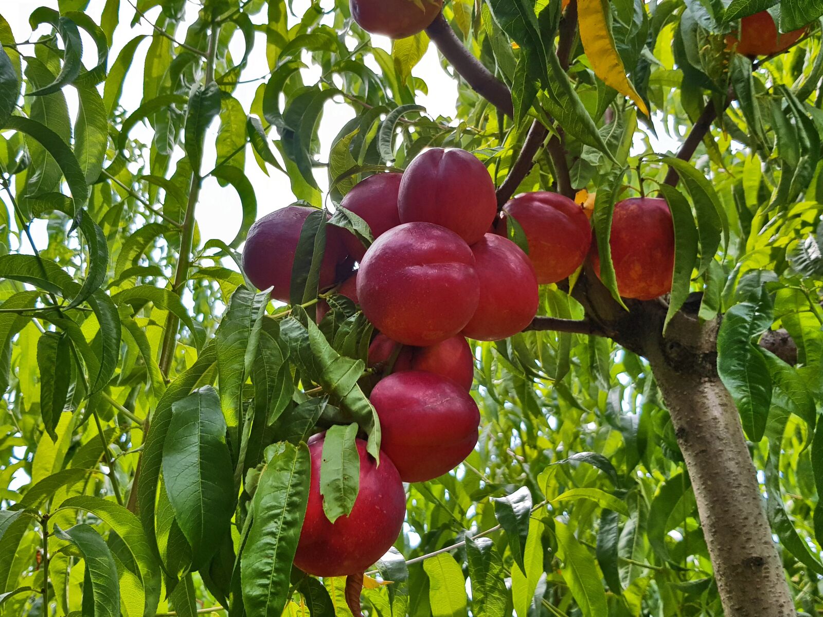 Samsung Galaxy S8+ sample photo. Peach, ripe fruit, fruit photography
